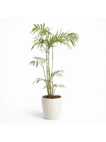 Chamedora Seifrizi(Palma bambusowa)